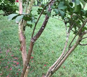 q what is this on my crape myrtle