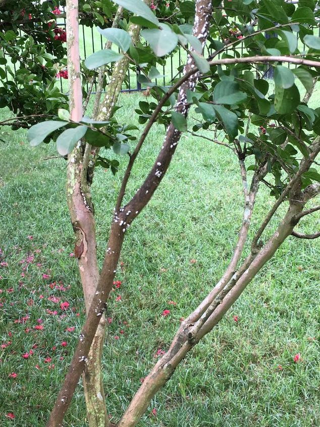q what is this on my crape myrtle
