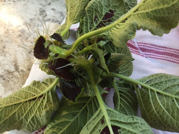 q coleus help