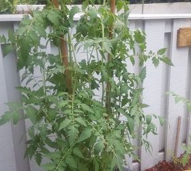 q garden hacks for over grown tomato plants