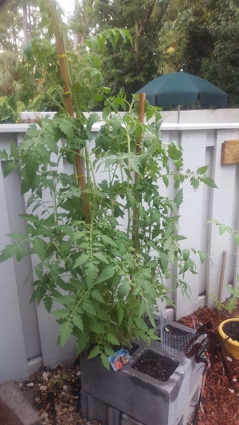 q garden hacks for over grown tomato plants
