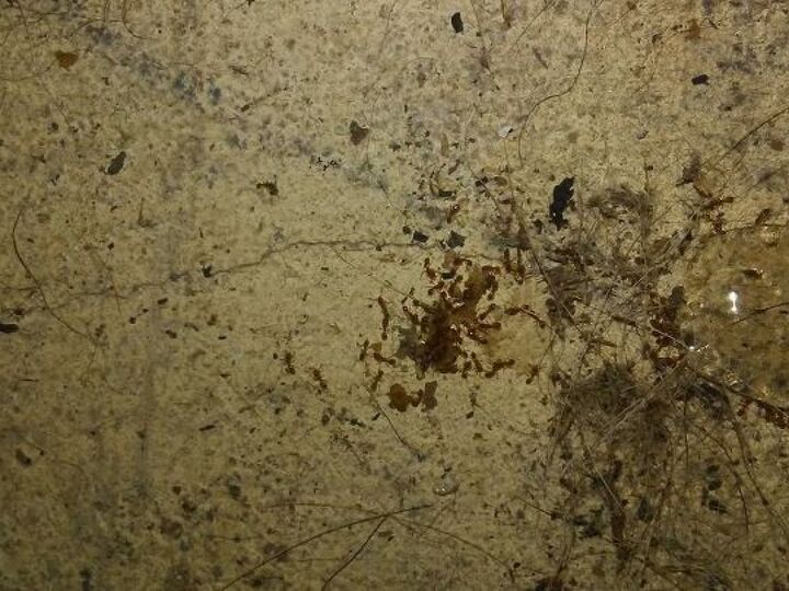 q what is the best way to get rid of itsy bitsy bitting tiny red ants