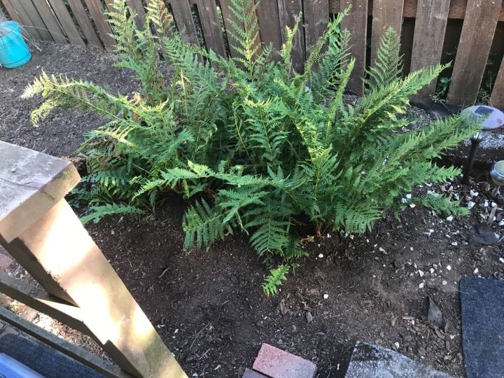 q how to add height to fern bed