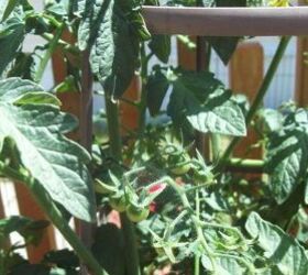 growing tomatoes in pots