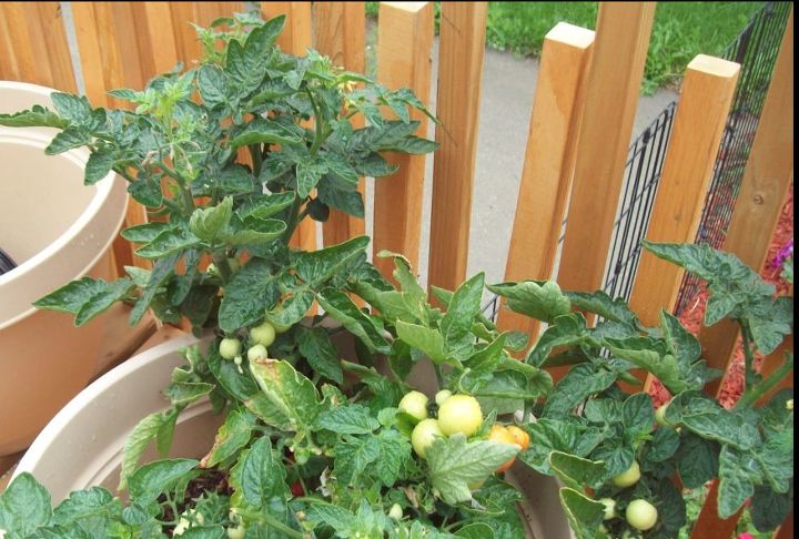 cultivo de tomates em vasos