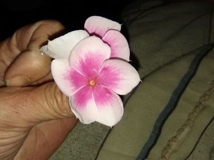 q flower frame