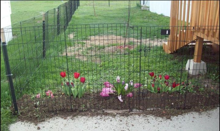 inexpensive yardgard fence