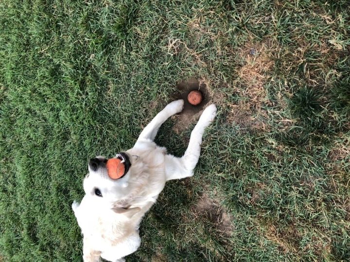 q puppy doggy holes in lawn