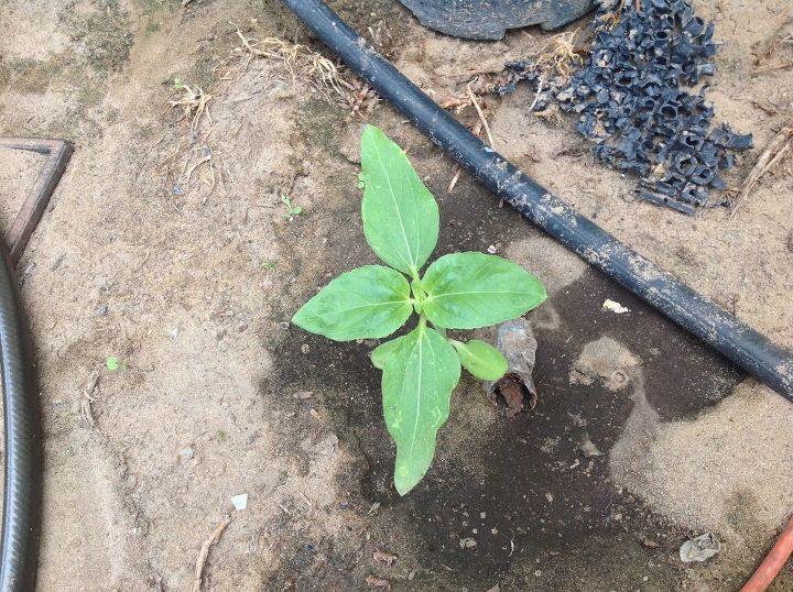 q who can identify this volunteer in my garden thought it was squash