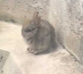 how do i get baby rabbits out of my window well