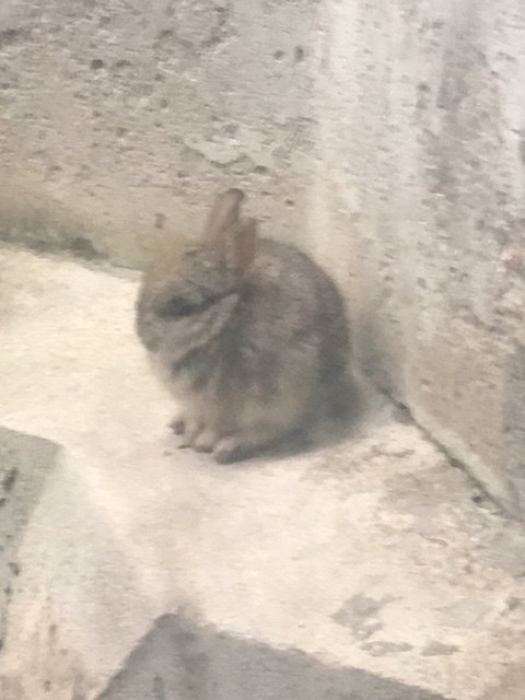 how do i get baby rabbits out of my window well