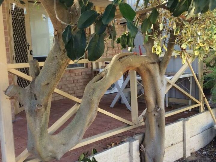 q different leaves on same bush