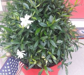 q how do i to prepare my gardenias to move indoors for fall and winter