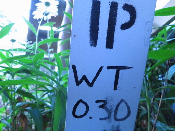 q can anyone explain what this surveyor s peg means