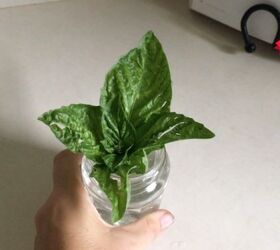 How to Root Basil
