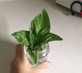 how to root basil, Place cutting in water and wait
