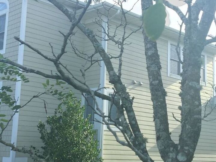 q what is killing my flowering tree it can t be the lichen can it