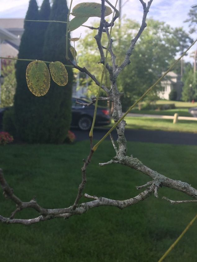 q what is killing my flowering tree it can t be the lichen can it