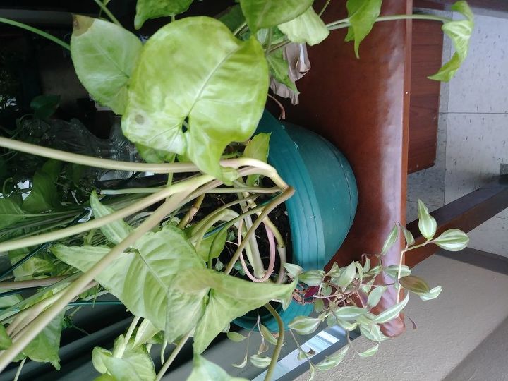 q whats wrong with my plant