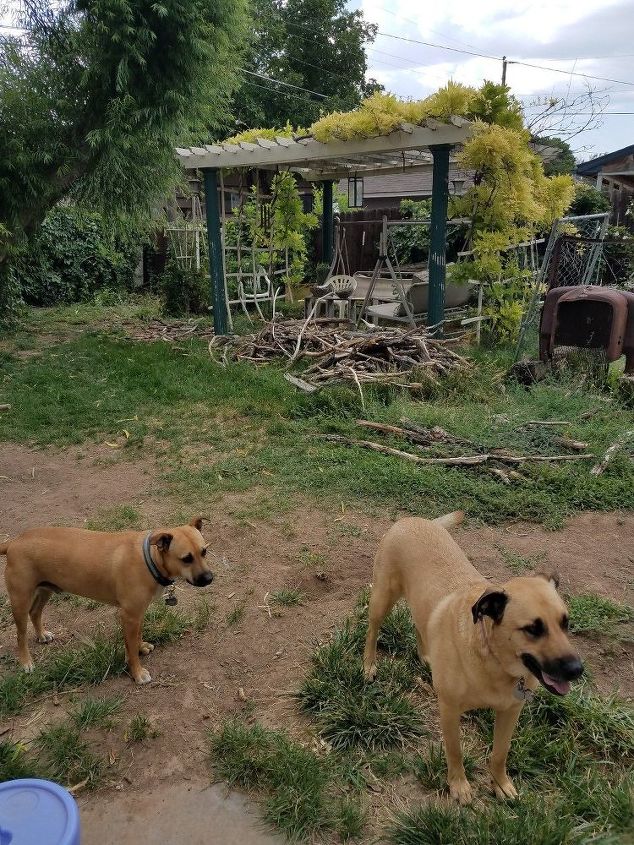 q how can i make this space more useable with dogs they shred cushions