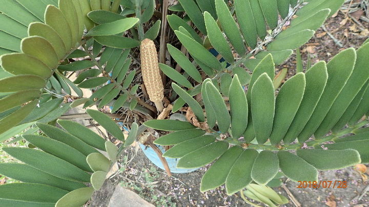 q cycad identification