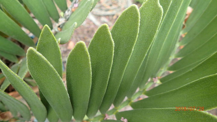 q cycad identification