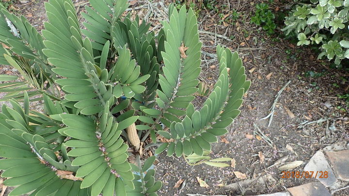 q cycad identification