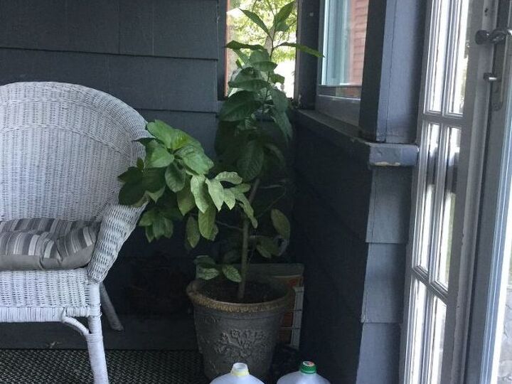 q how long does it take for a potted lemon tree to produce fruit