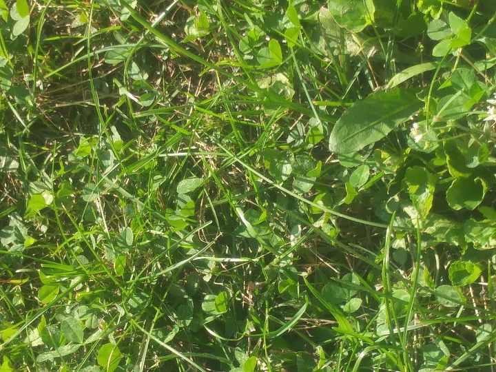 q how can i stop these weeds in my lawn