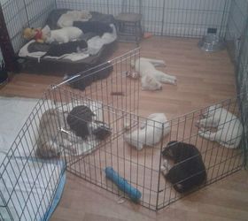 Vinyl flooring for hot sale guinea pig cage