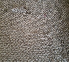 how do i fix carpet snags from dog scratching