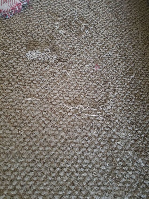 how do i fix carpet snags from dog scratching