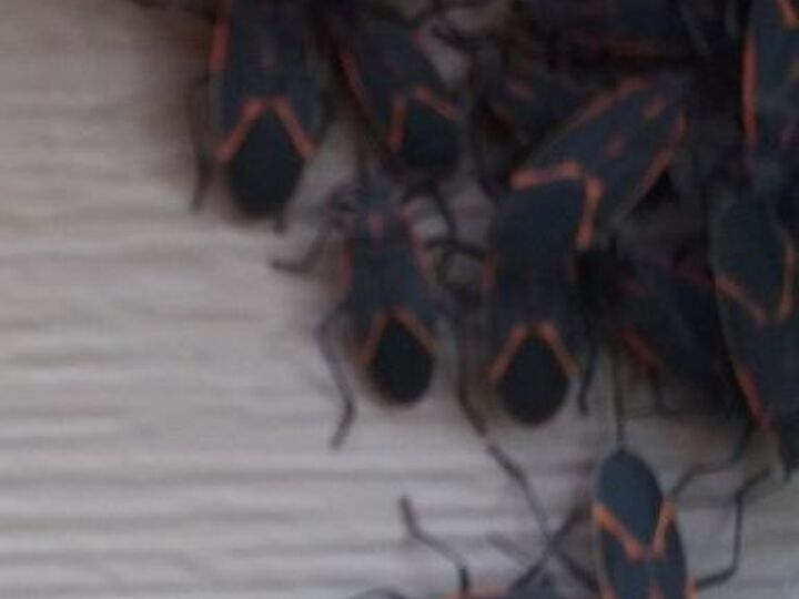 q bugging out