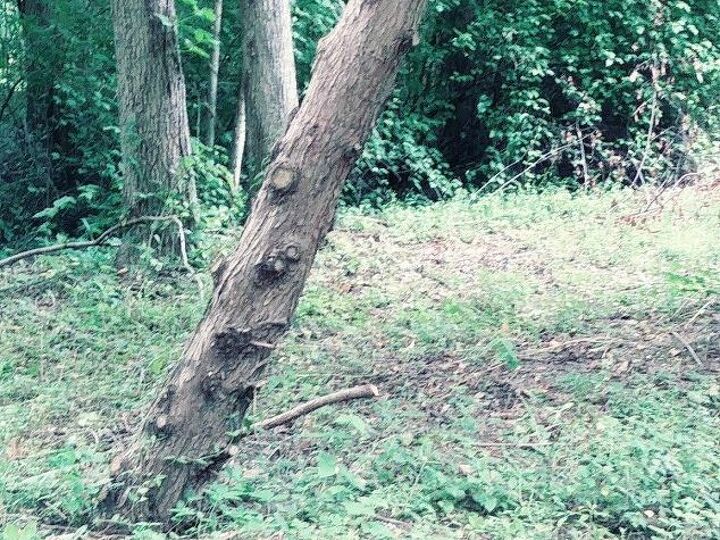 q any thoughts on this tree