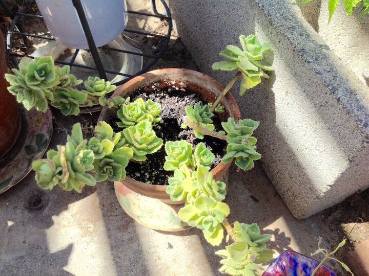 q how to identify unusual succulent