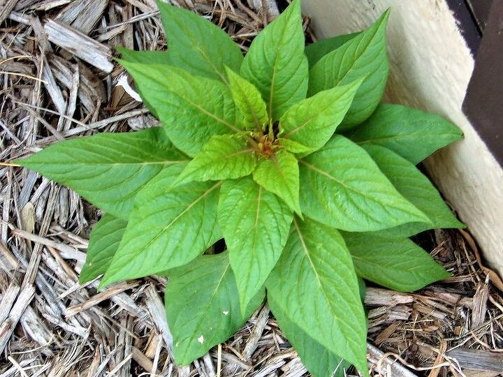 q what kind of plant is this