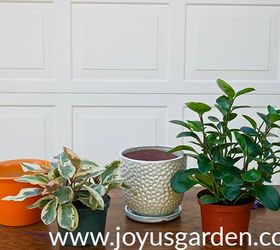 Repotting Peperomia Plants (Plus The Proven Soil Mix To Use!)