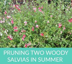 how to prune woody salvias in summer