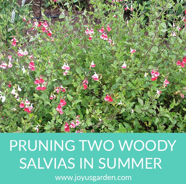 how to prune woody salvias in summer