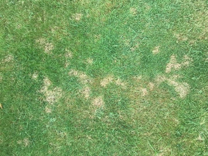 q yellow spots on my lawn