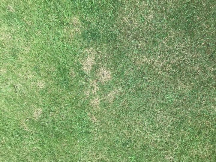 q yellow spots on my lawn