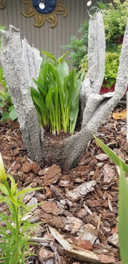 q calla lilies
