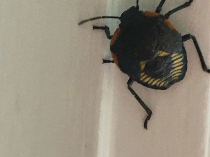 q ugly beetles