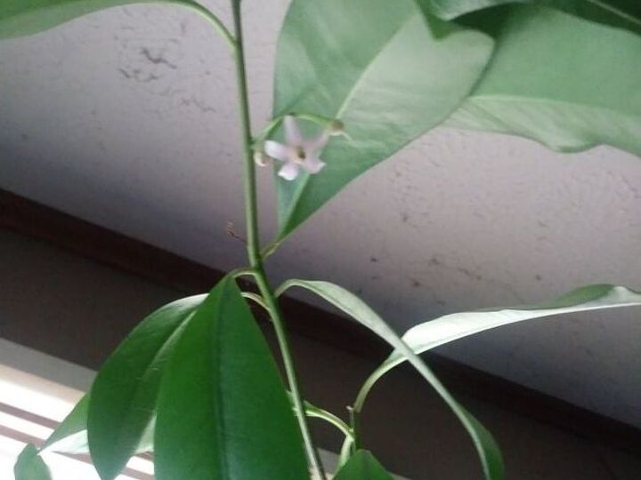 q can anyone identify this plant