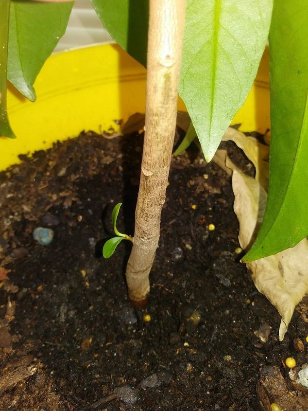 q can anyone identify this plant