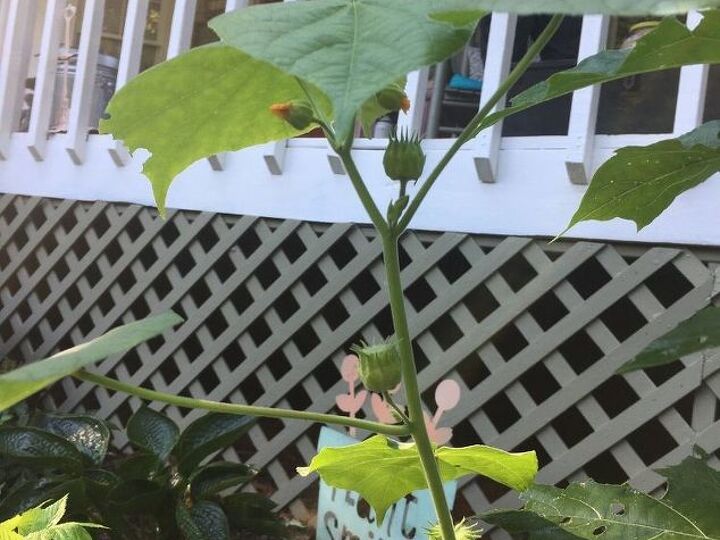 q can anyone help me identify this plant with tiny orange flowers