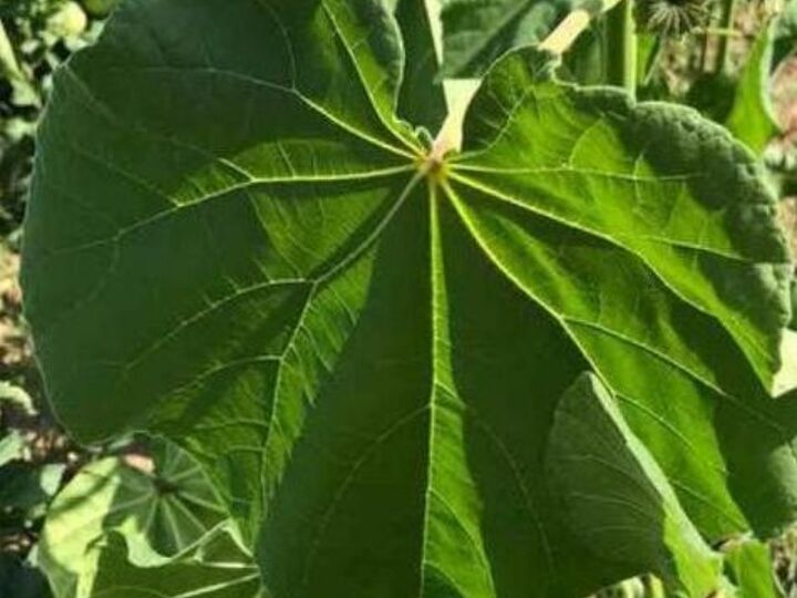q what is this plant 2 pictures of it thank you
