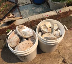 how do i use these clam and abalone shells in my yard