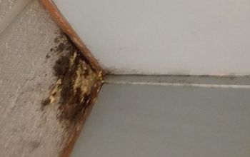How do i get rid of mold on ceiling?