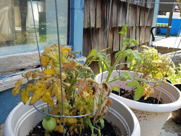 q how much do i water my tomato plants